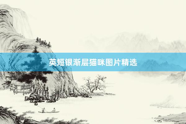 英短银渐层猫咪图片精选